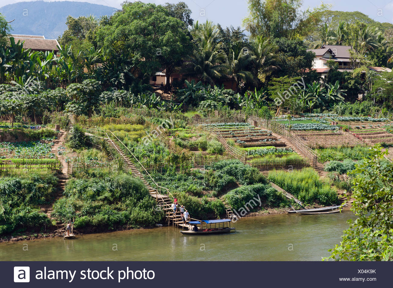 Vegetable Gardens On The Nam Khan River Luang Prabang Laos