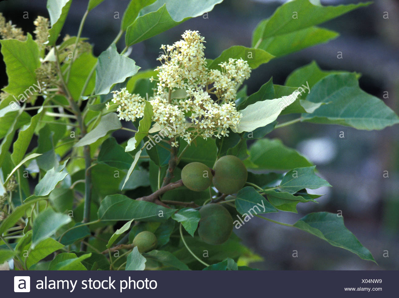Kukui Nut Stock Photos & Kukui Nut Stock Images Alamy