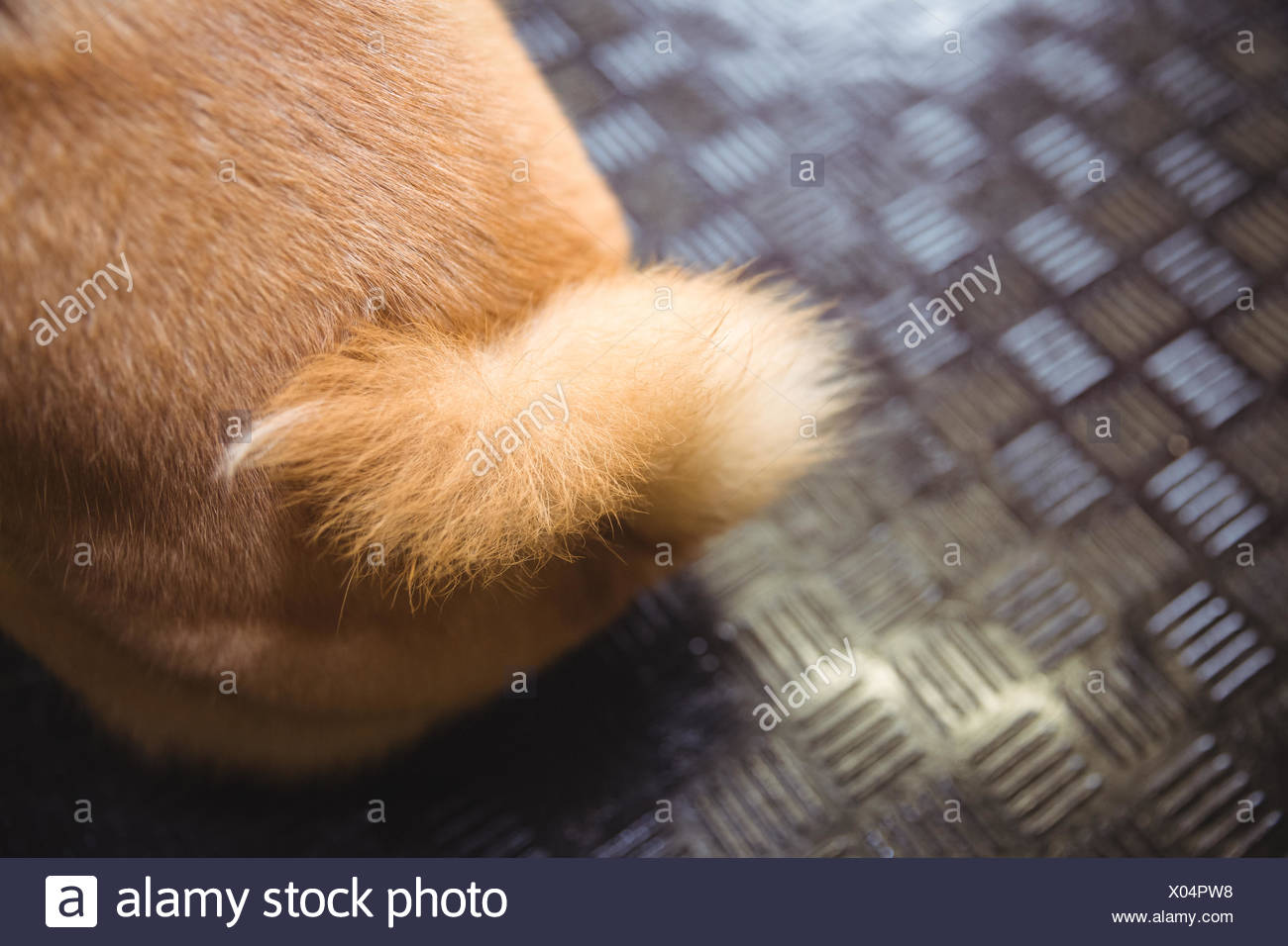 Tail Of Shiba Inu Puppy Stock Photo 275471652 Alamy
