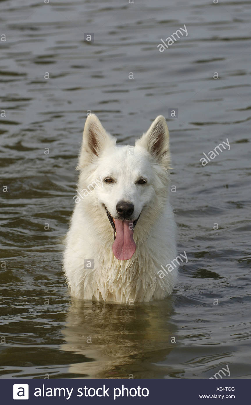 canadian water dog