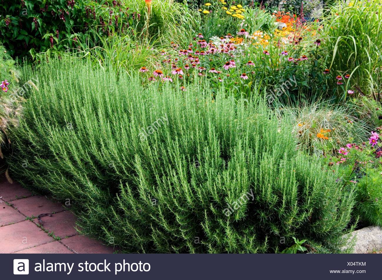 Rosemary Hedge High Resolution Stock Photography and Images Alamy