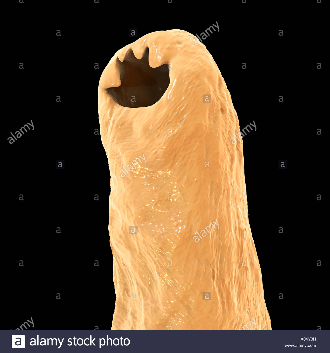 Human Hookworms High Resolution Stock Photography and Images Alamy