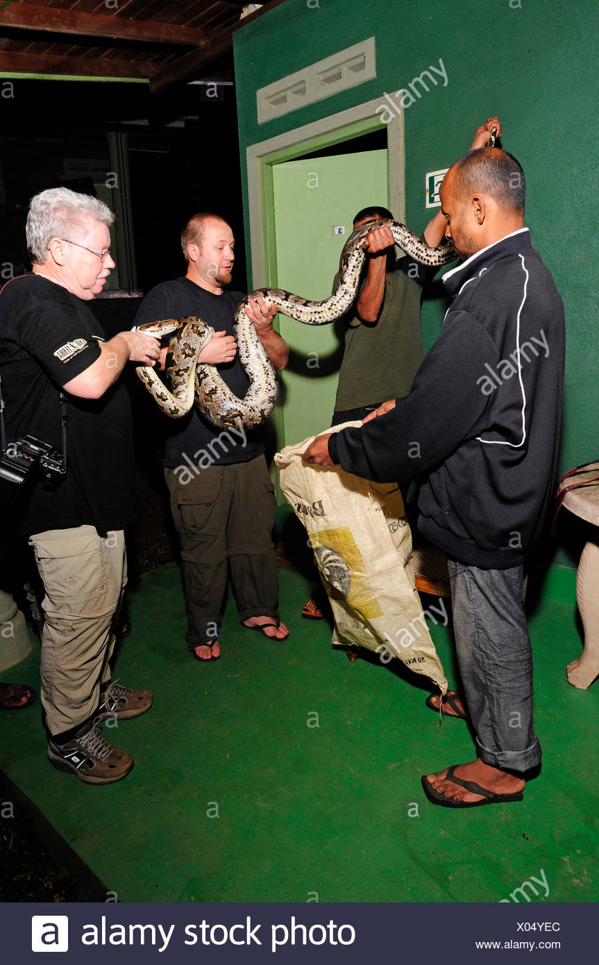 Python Sri Lanka Person Holding A Snake High Resolution Stock Photography and Images - Alamy