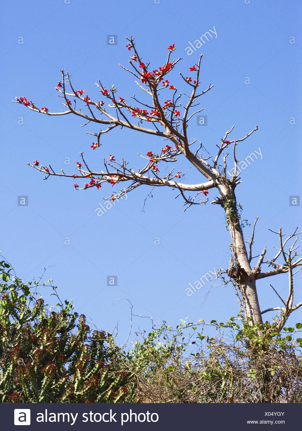 Bombax Ceiba Red Silk Cotton Tree Family Bombacaceae A Large Deciduous Tree With Beautiful Flowers That Are Pollinated By Birds And Bats Stock Photo Alamy