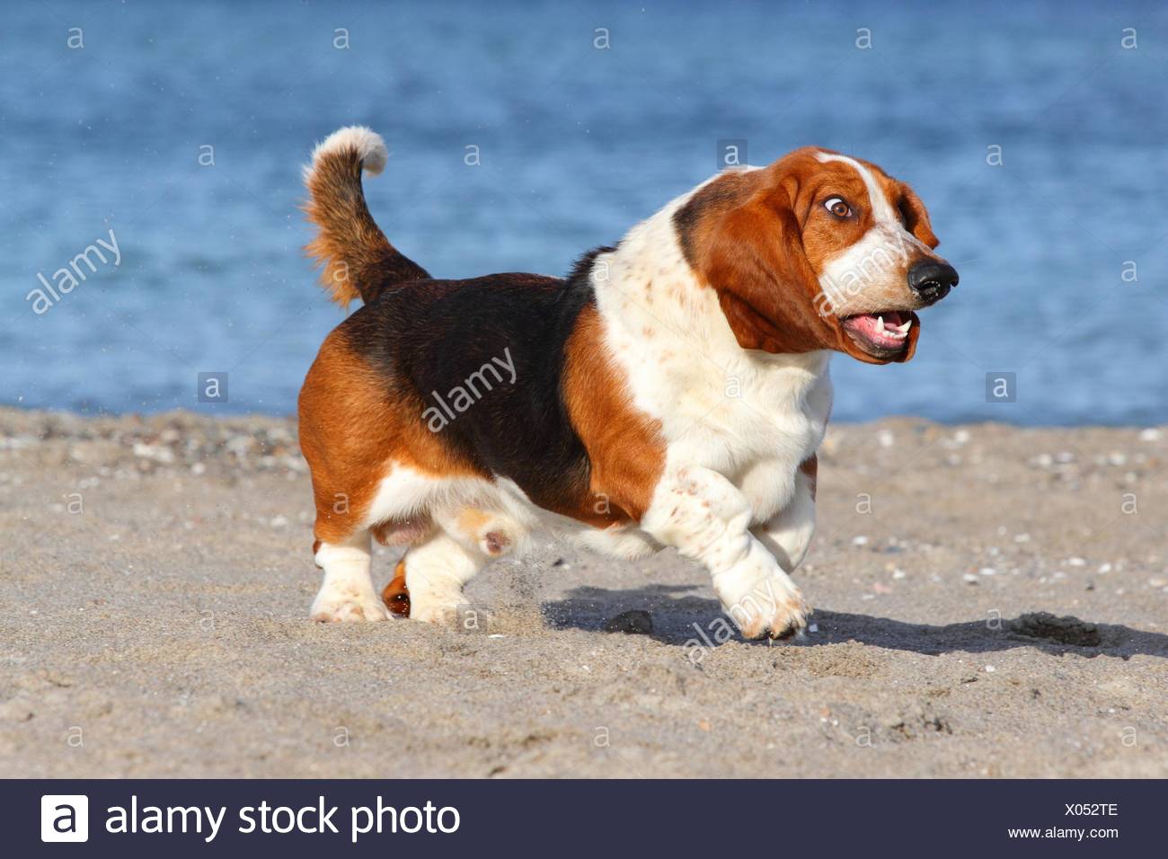 basset running
