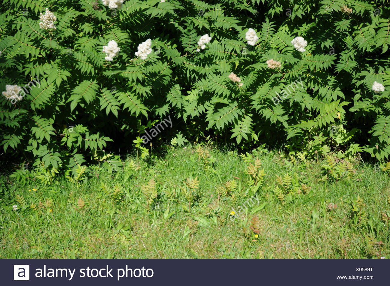 Nadezda S Northern Garden Grefsheim Spirea