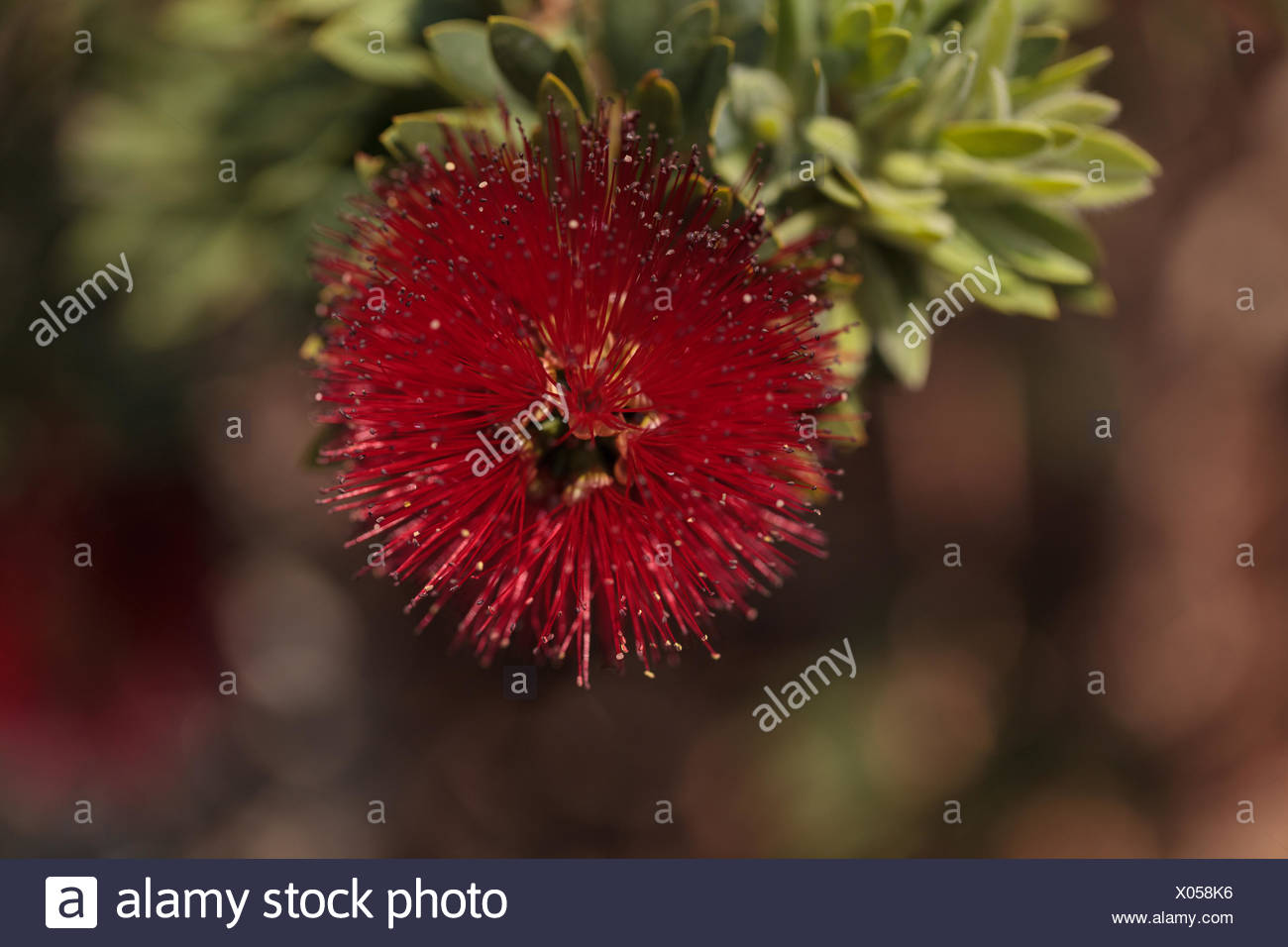 Red Spiky Flower High Resolution Stock Photography and Images Alamy