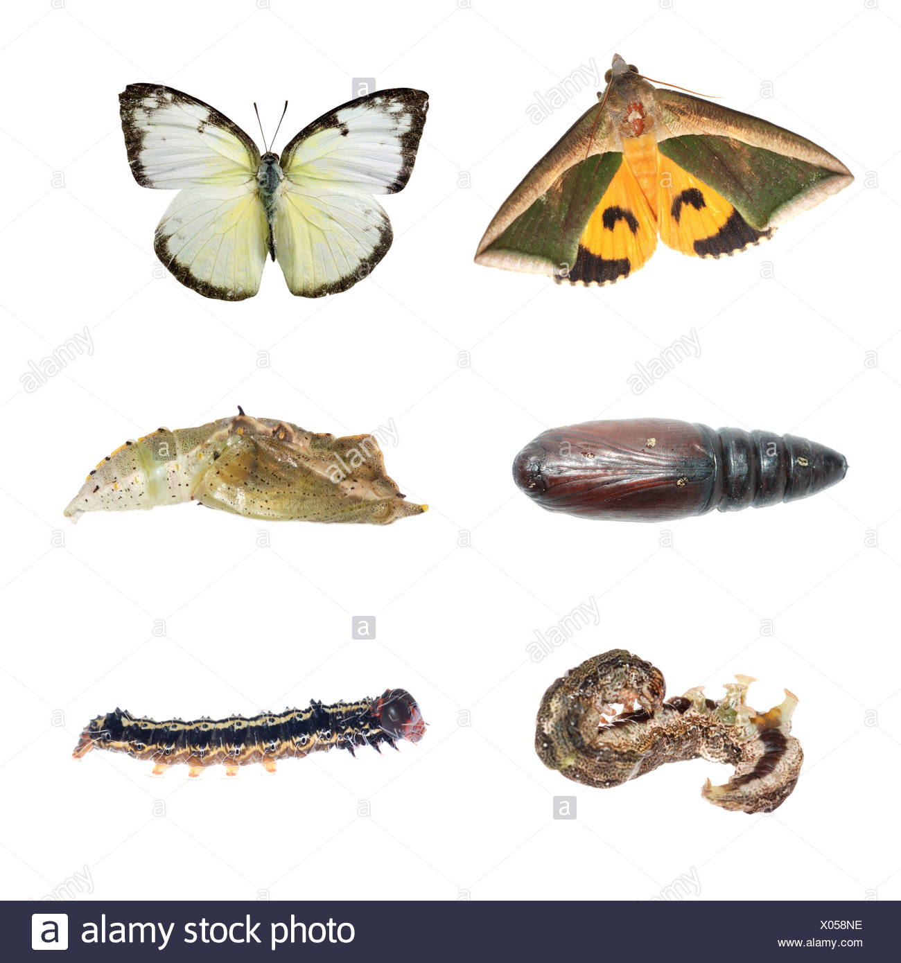 Caterpillars Life Cycle - Get Images