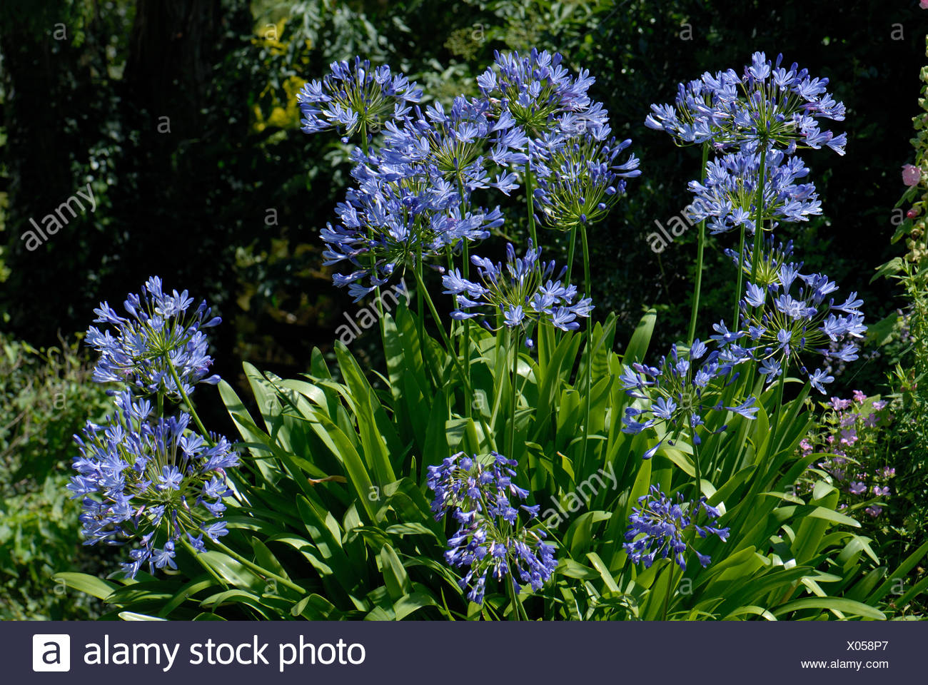 Blue Lily High Resolution Stock Photography and Images Alamy