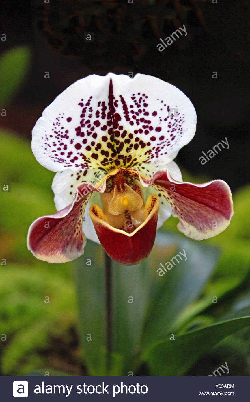 shoe orchid