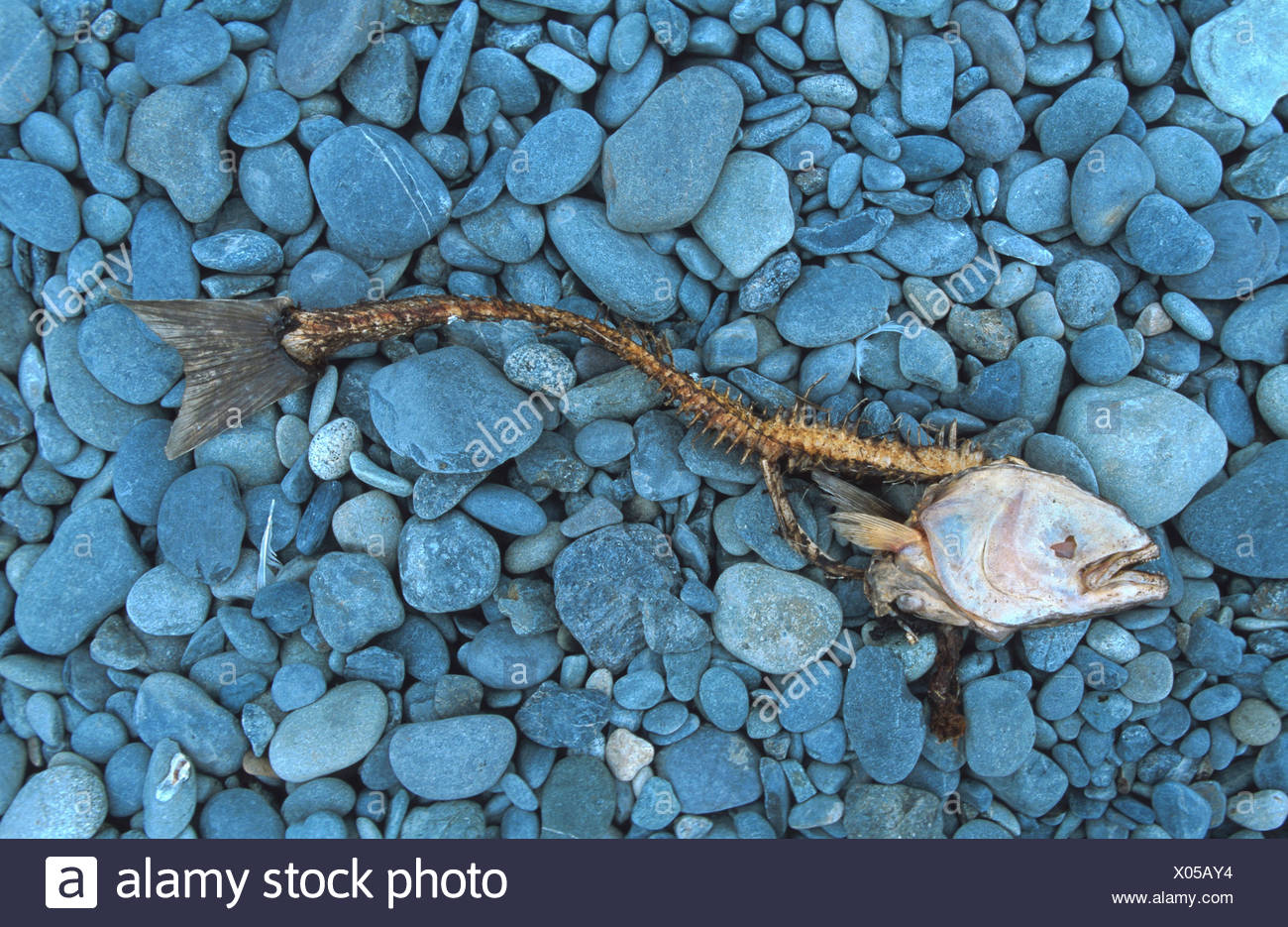 Skeleton Of Salmon High Resolution Stock Photography and Images - Alamy