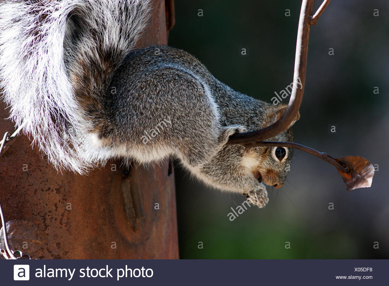 An Arizona Gray Squirrel Sciurus Arizonensis On A Bird Feeder