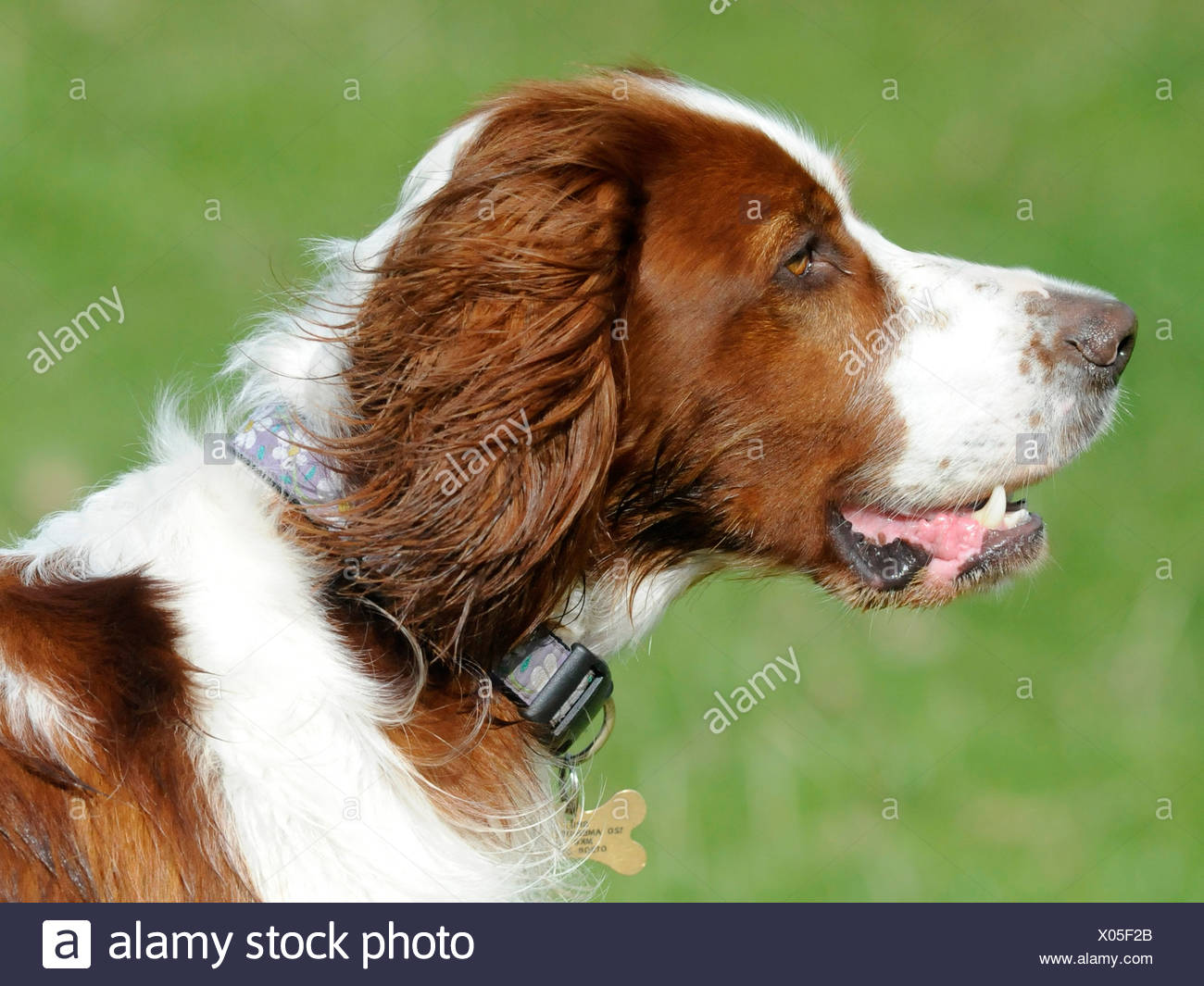 Red And White Setter Stock Photos Red And White Setter Stock