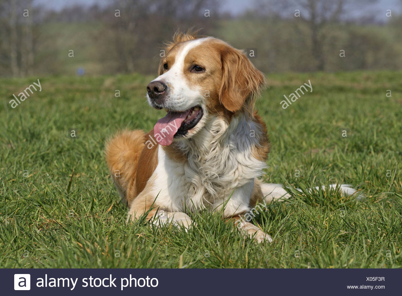 labrador st bernard mix