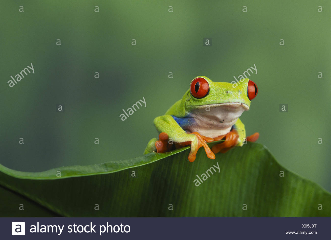 Red-eyed Tree Frog Stock Photo