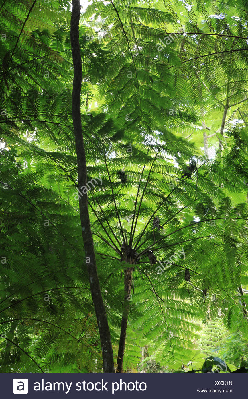 Cyathea Arborea Stock Photos Amp Cyathea Arborea Stock