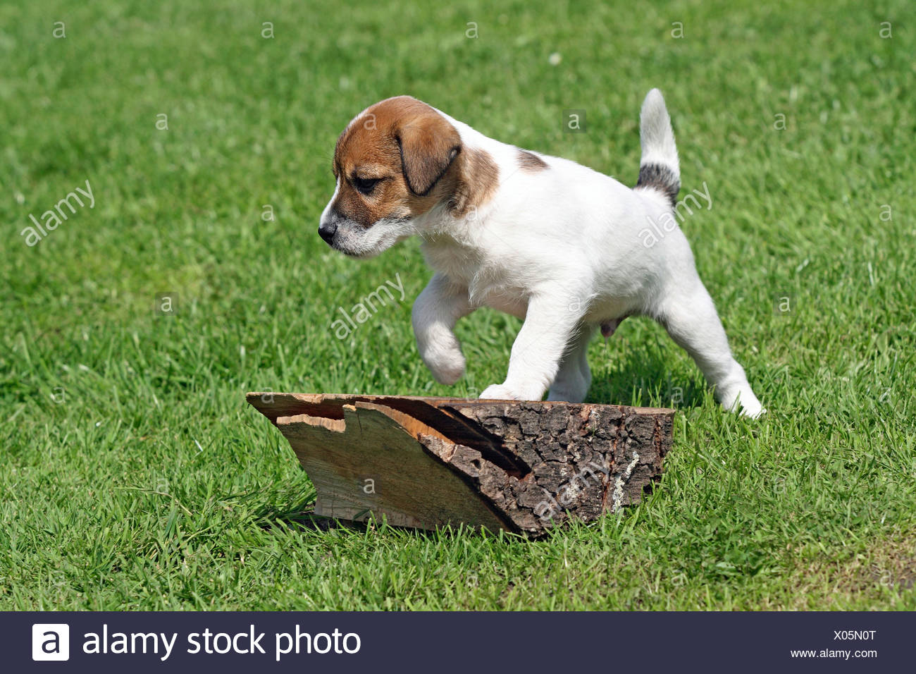 Russell Wood Stock Photos Russell Wood Stock Images Alamy