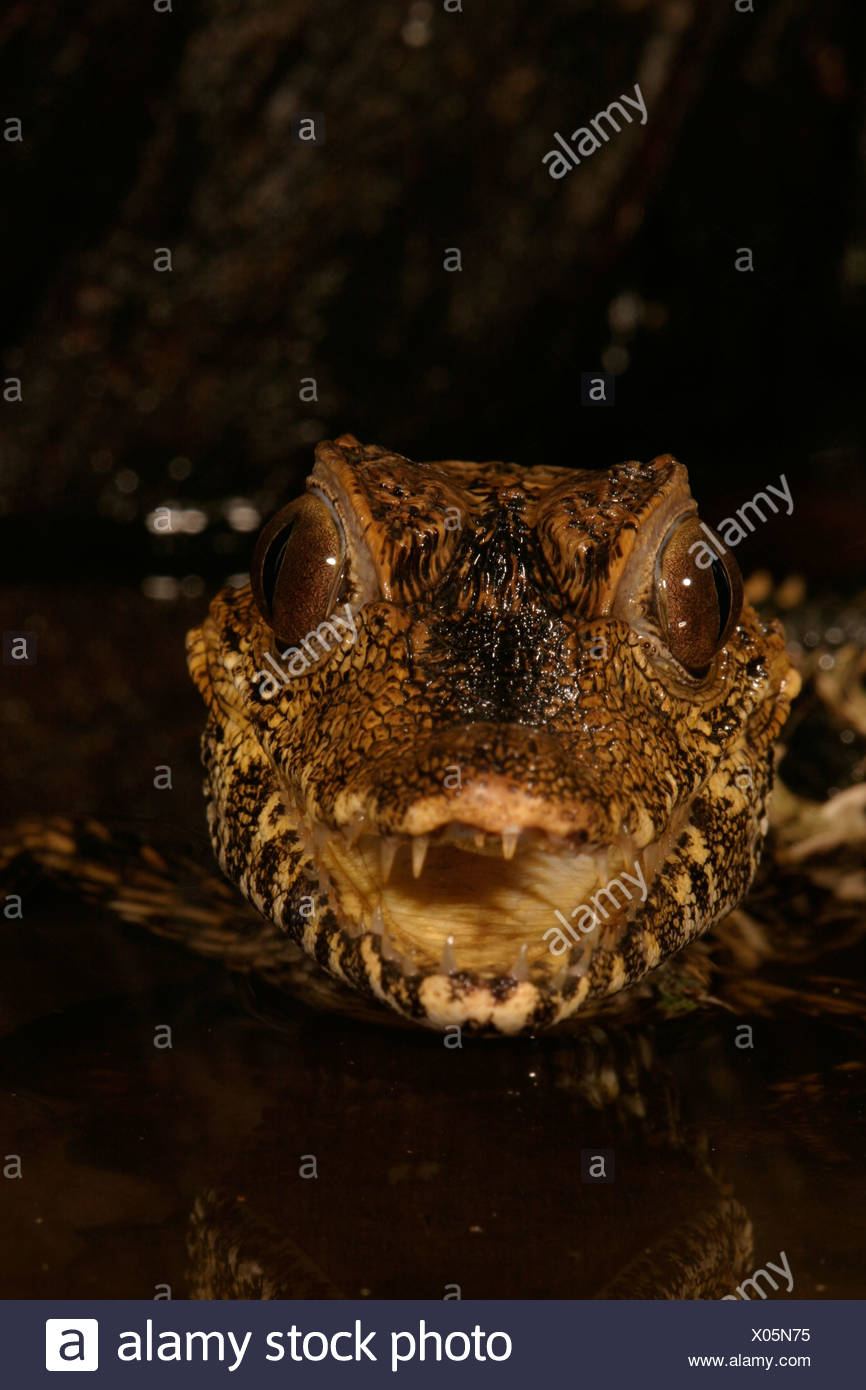 Caimen Stock Photos & Caimen Stock Images - Alamy