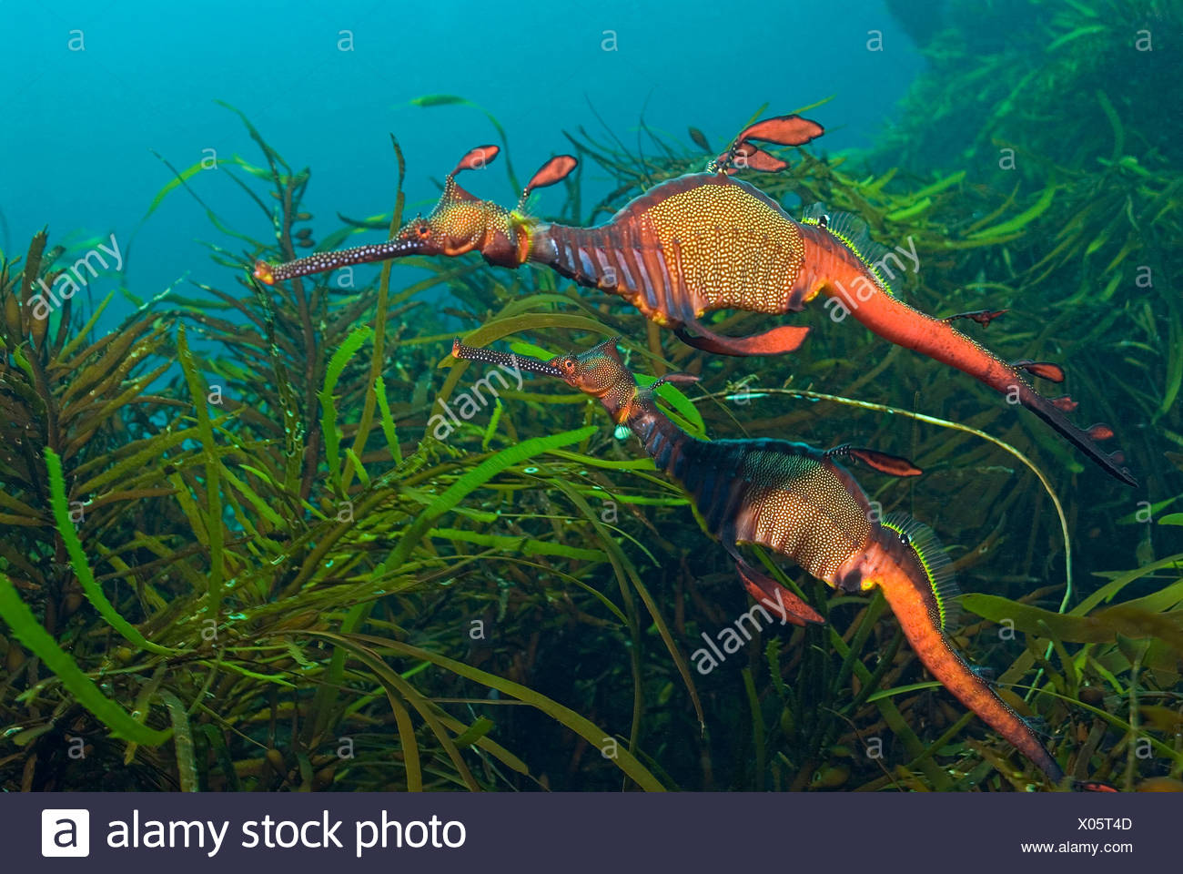 Two Weedy Sea Dragon Phyllopteryx Taeniolatus Tasmania Australia