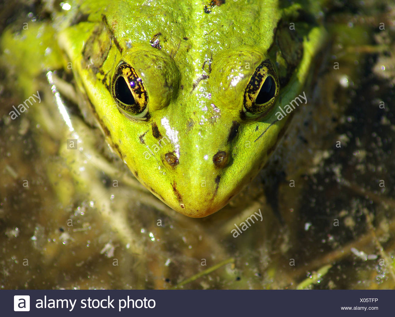 Lime Green Frog High Resolution Stock Photography and Images Alamy