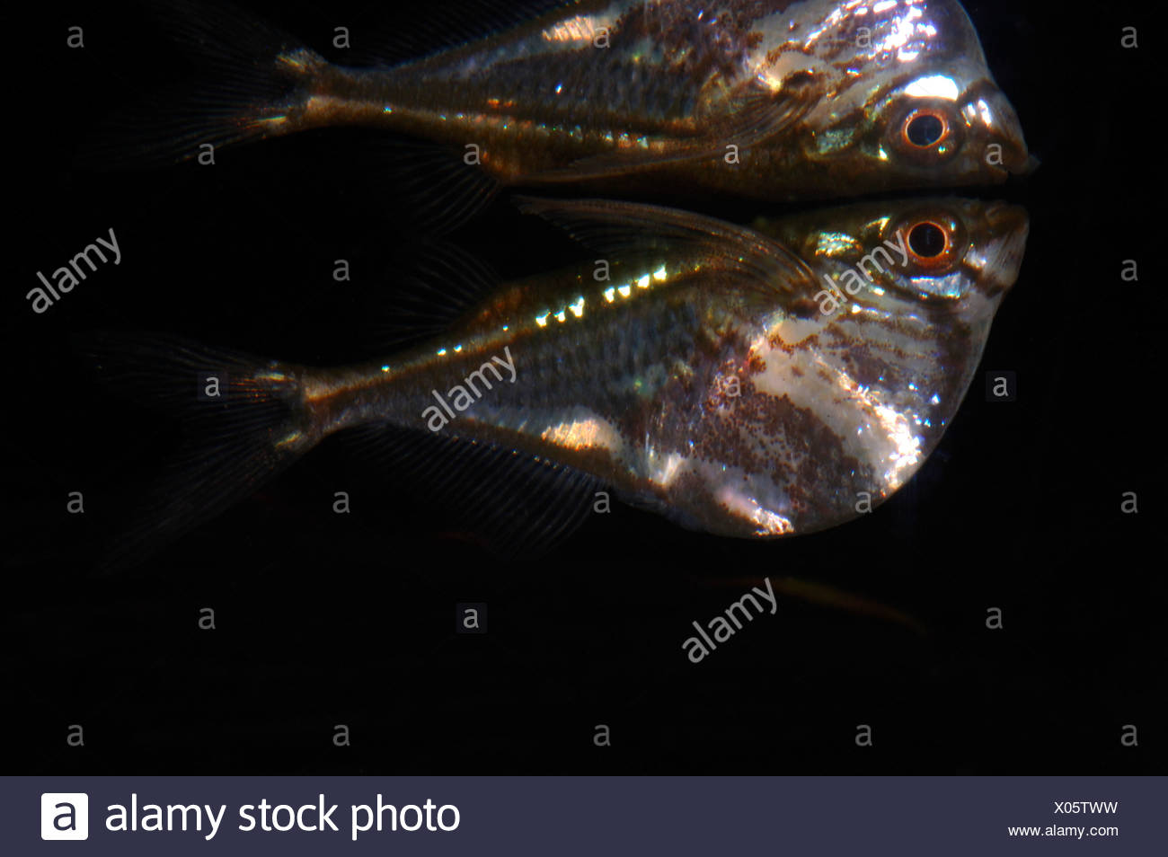 The Hatchet Fish - Gasteropelecidae