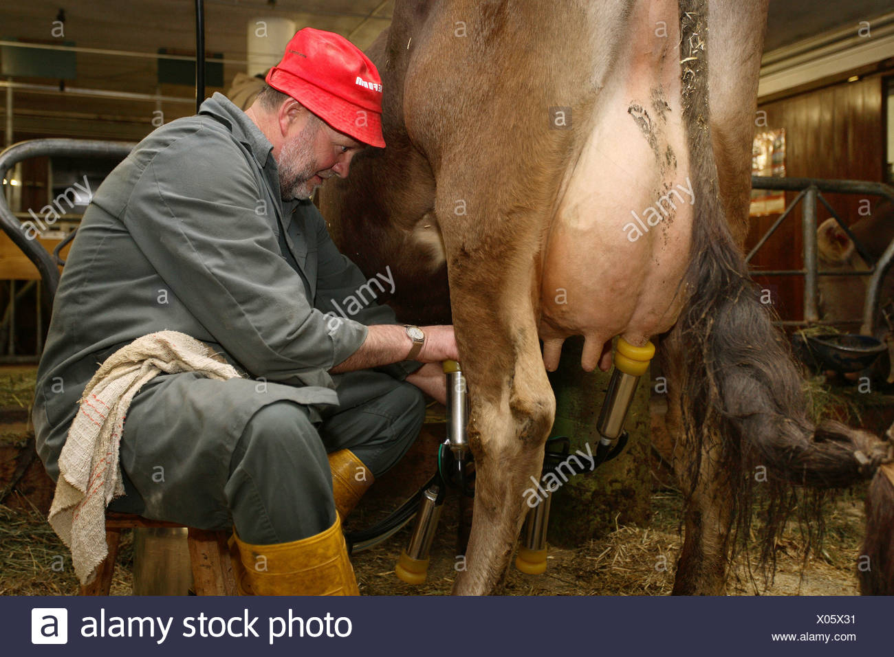 Cow Breeder High Resolution Stock Photography and Images - Alamy