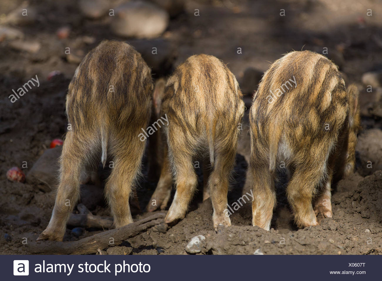 Pigs Teeth High Resolution Stock Photography and Images - Alamy