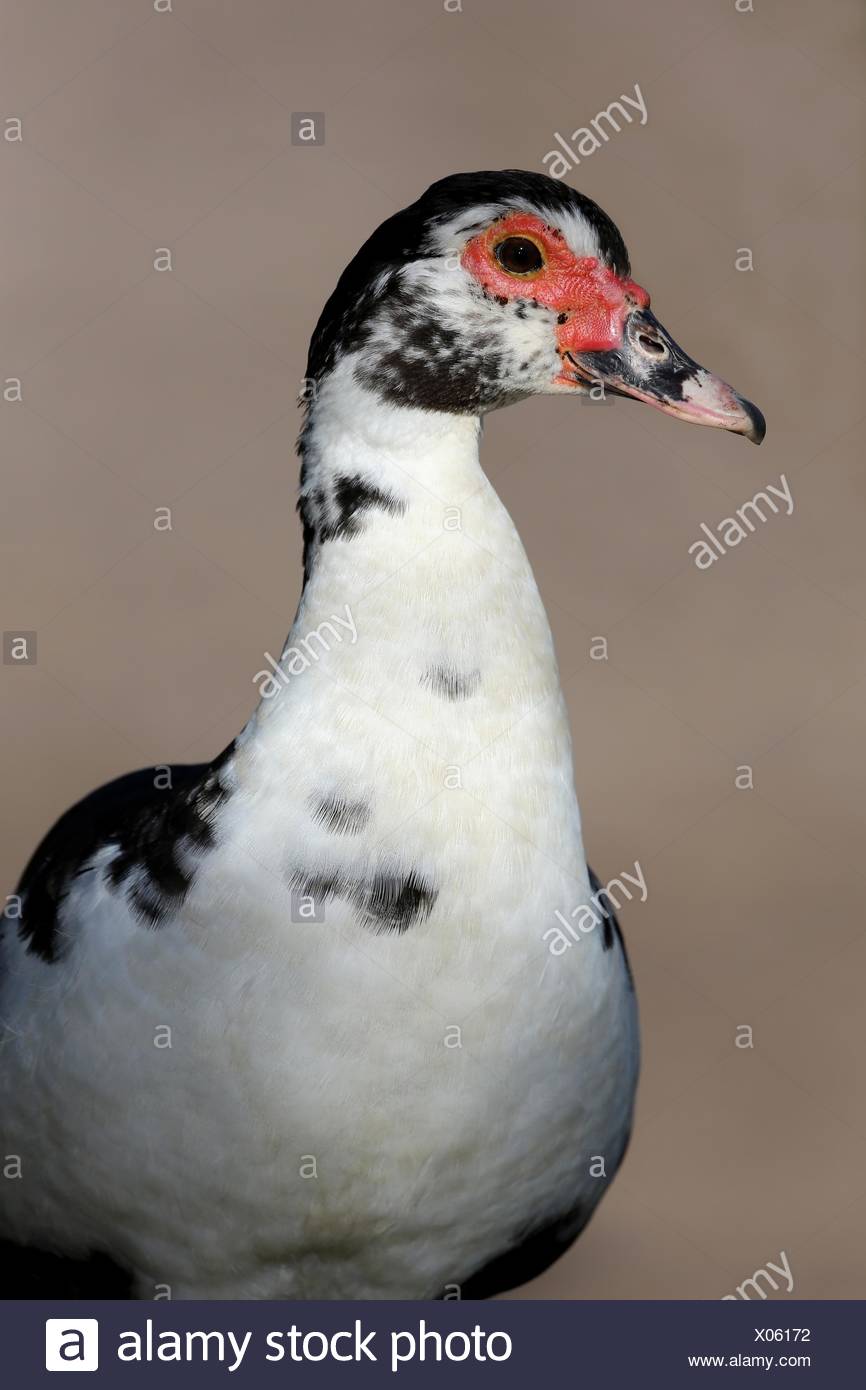 White Duck Red Face Stock Photos & White Duck Red Face ...