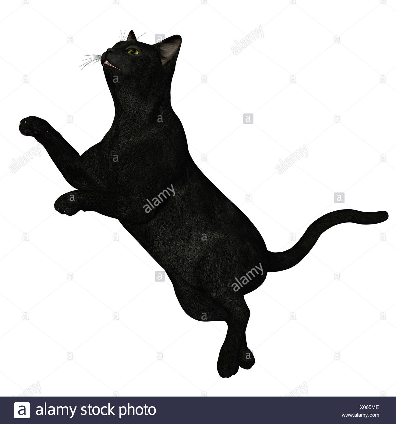black cat jumping