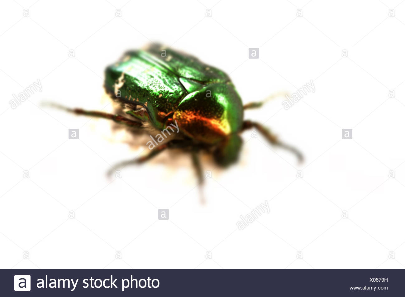 Multi Colour Bug High Resolution Stock Photography And Images Alamy Multi Colour Bug High Resolution Stock Photography And Images Alamy