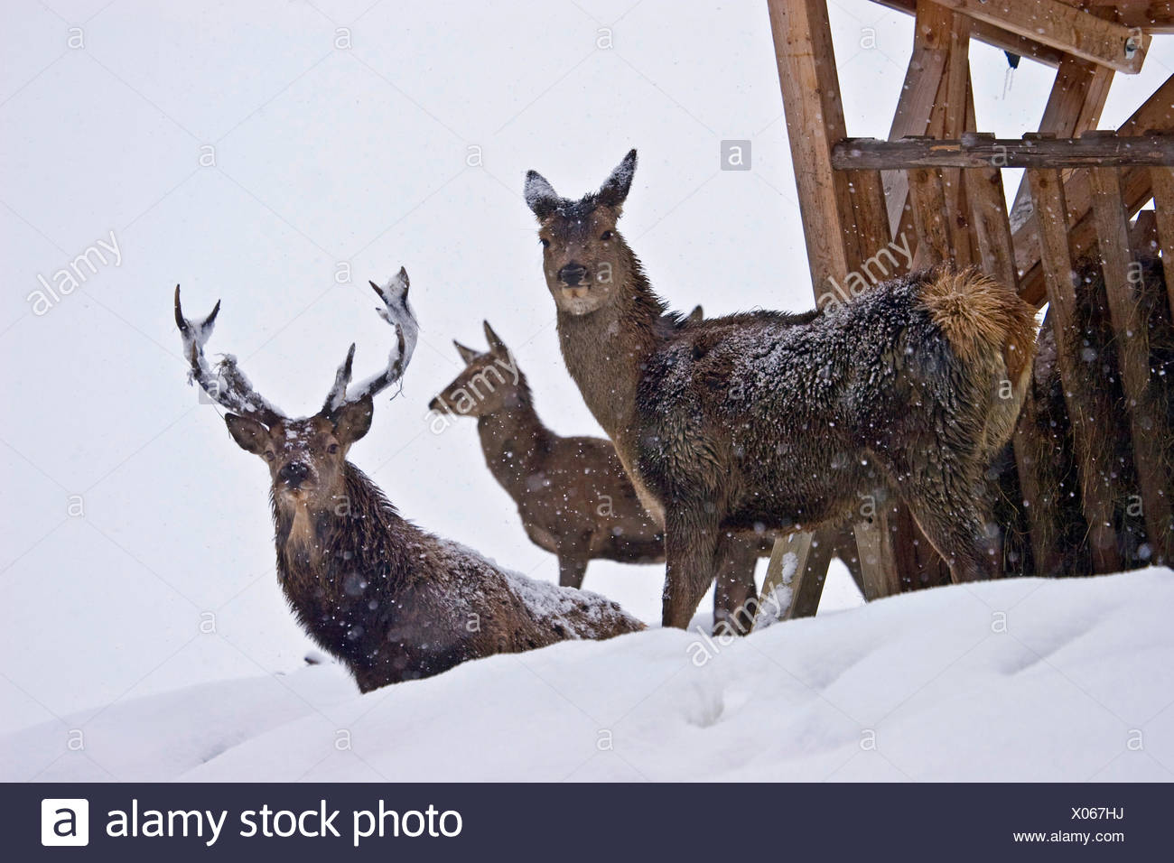 wildfutterung Stock Photo