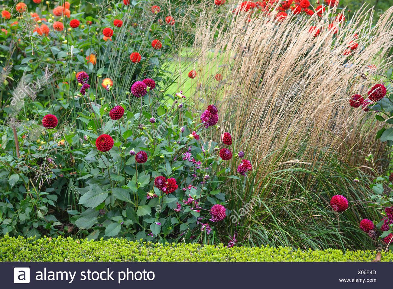 Purple Small Reed Karl Foerster Garden High Resolution Stock Photography and Images - Alamy