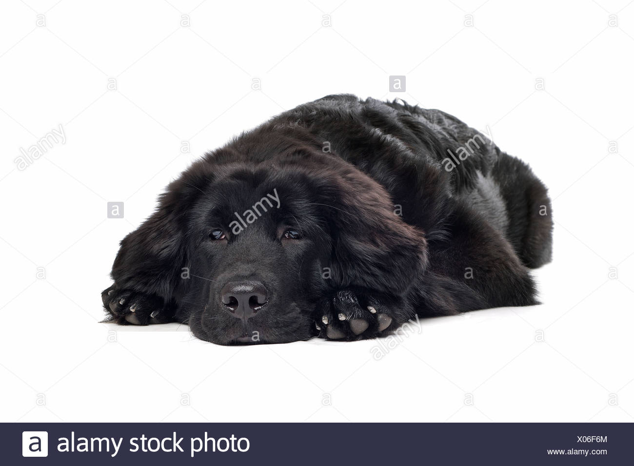 Black Tibetan Mastiff Puppy In Front Of A White Background Stock Photo Alamy