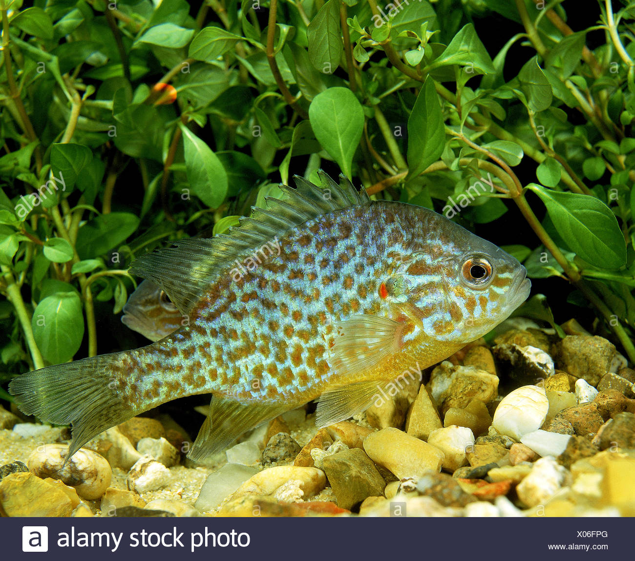 Pumpkinseed Sunfish Lepomis Gibbosus High Resolution Stock Photography ...