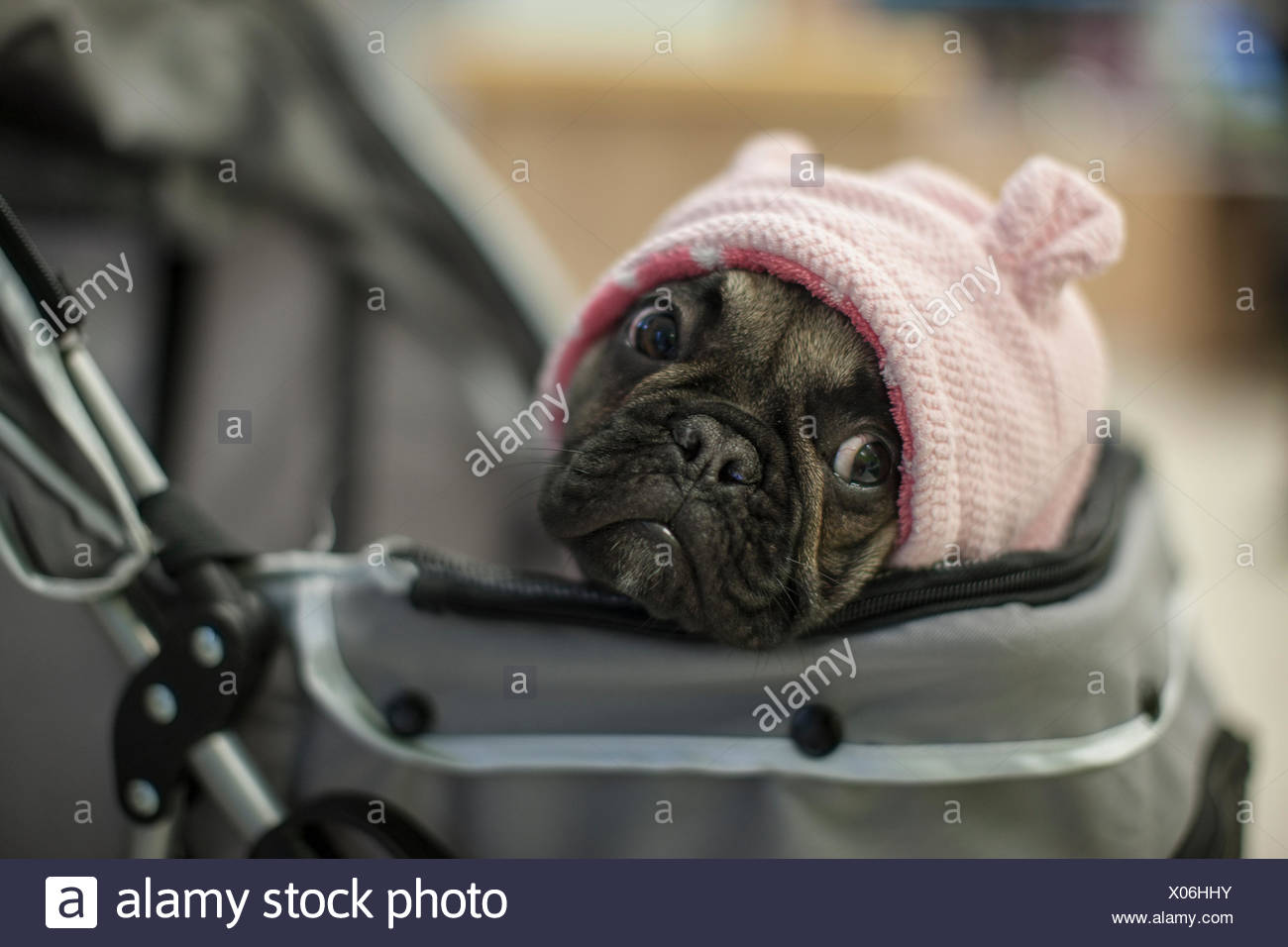 french bulldog in stroller