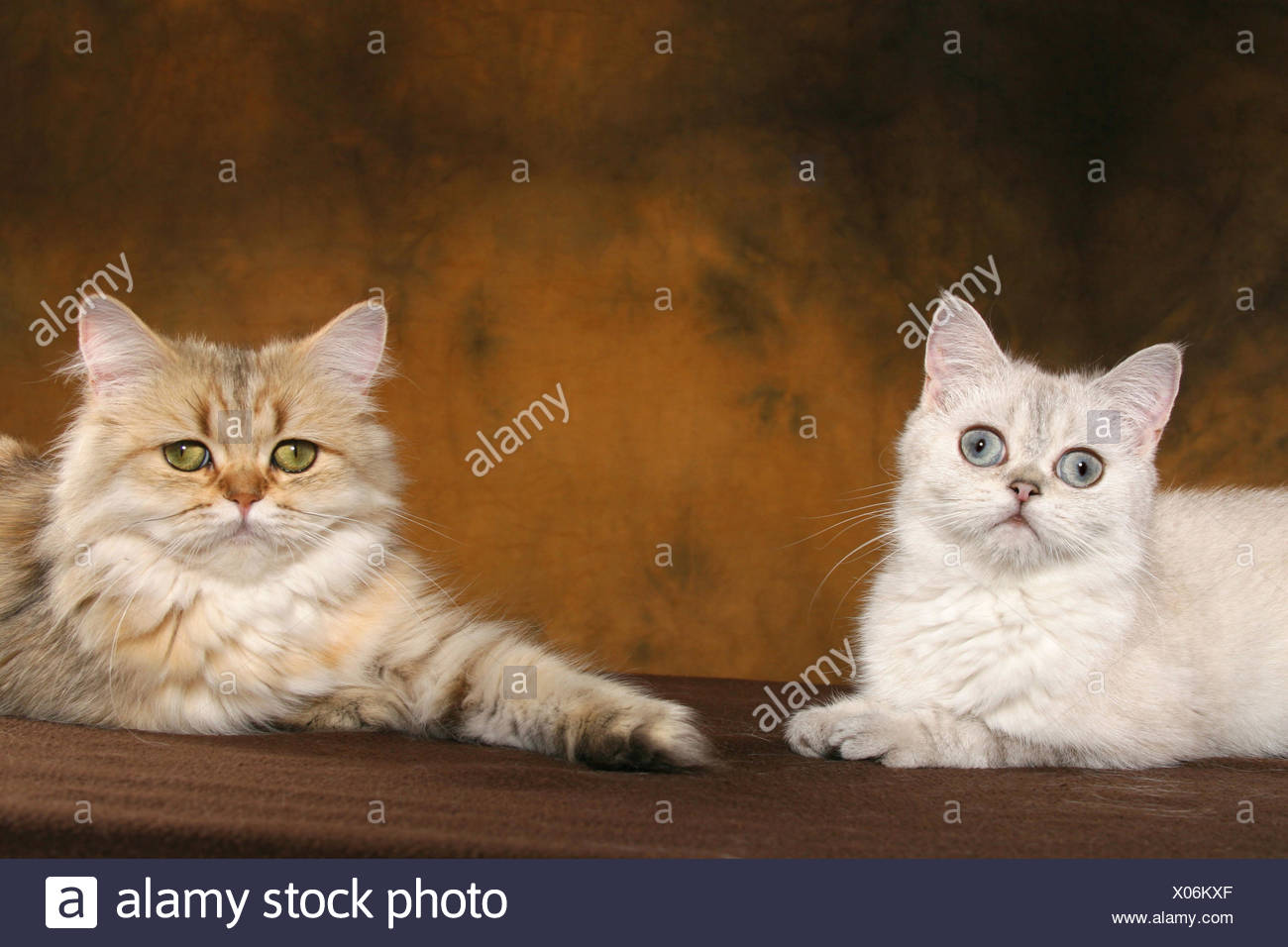 Exotic Shorthair And Persian Cat Stock Photo 275513239 Alamy
