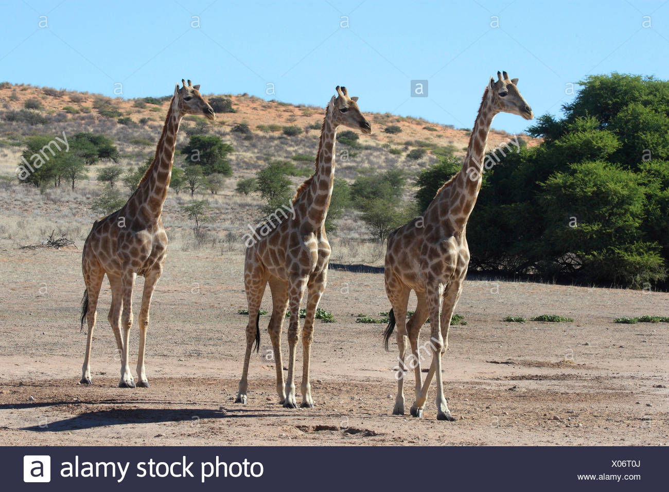 giraffe (Giraffa camelopardalis), three animals walking through the steppe side by side, South Africa, Kgalagadi Transfrontier NP Stock Photo