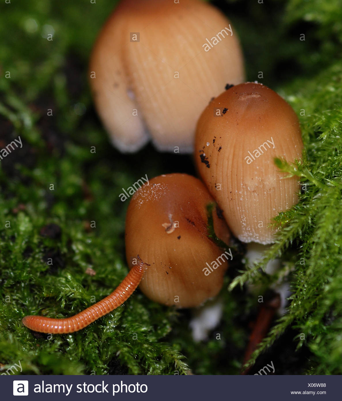 Mushrooms Mushroom Fungus Worms Forest Worm Mushrooms Mushroom Fungus Worms Stock Photo Alamy