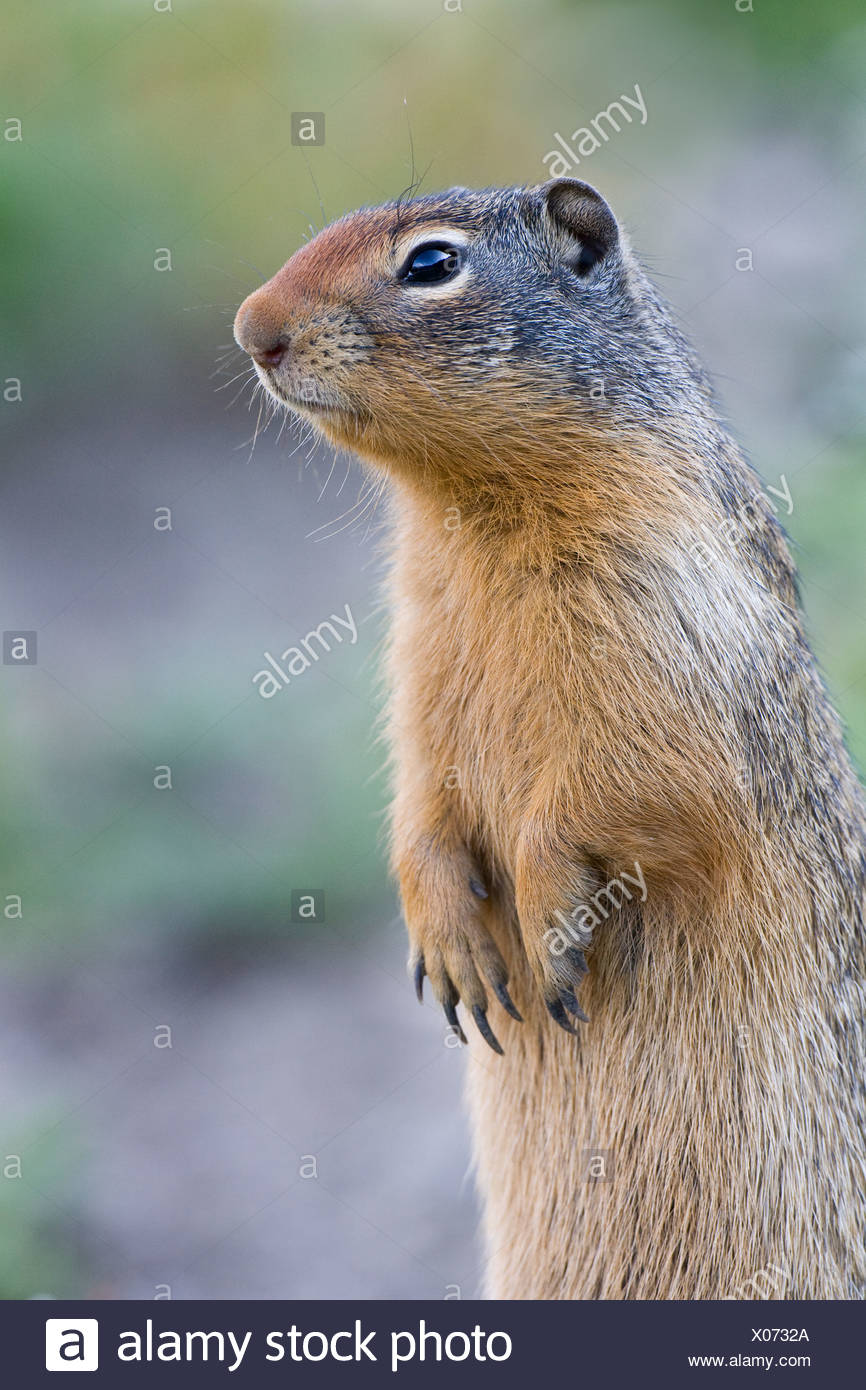 Squirrels Close Up High Resolution Stock Photography and Images Alamy