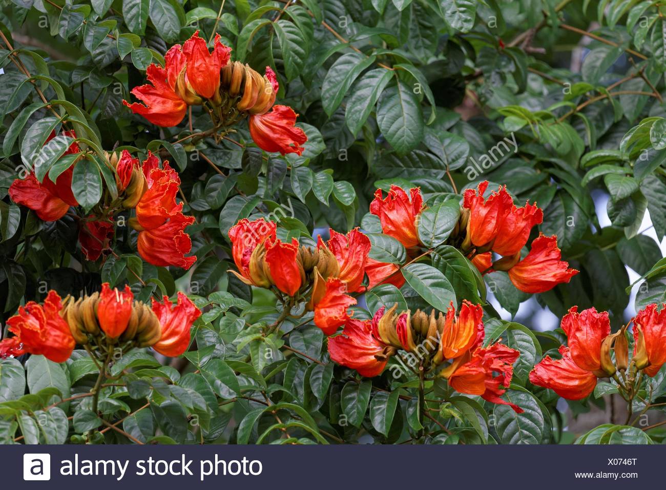 Afrikanischer Tulpenbaum High Resolution Stock Photography And Images Alamy