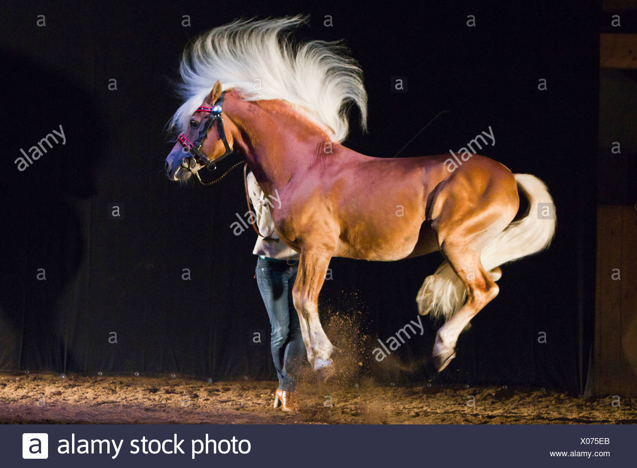 Capriole Horse High Resolution Stock Photography and Images - Alamy