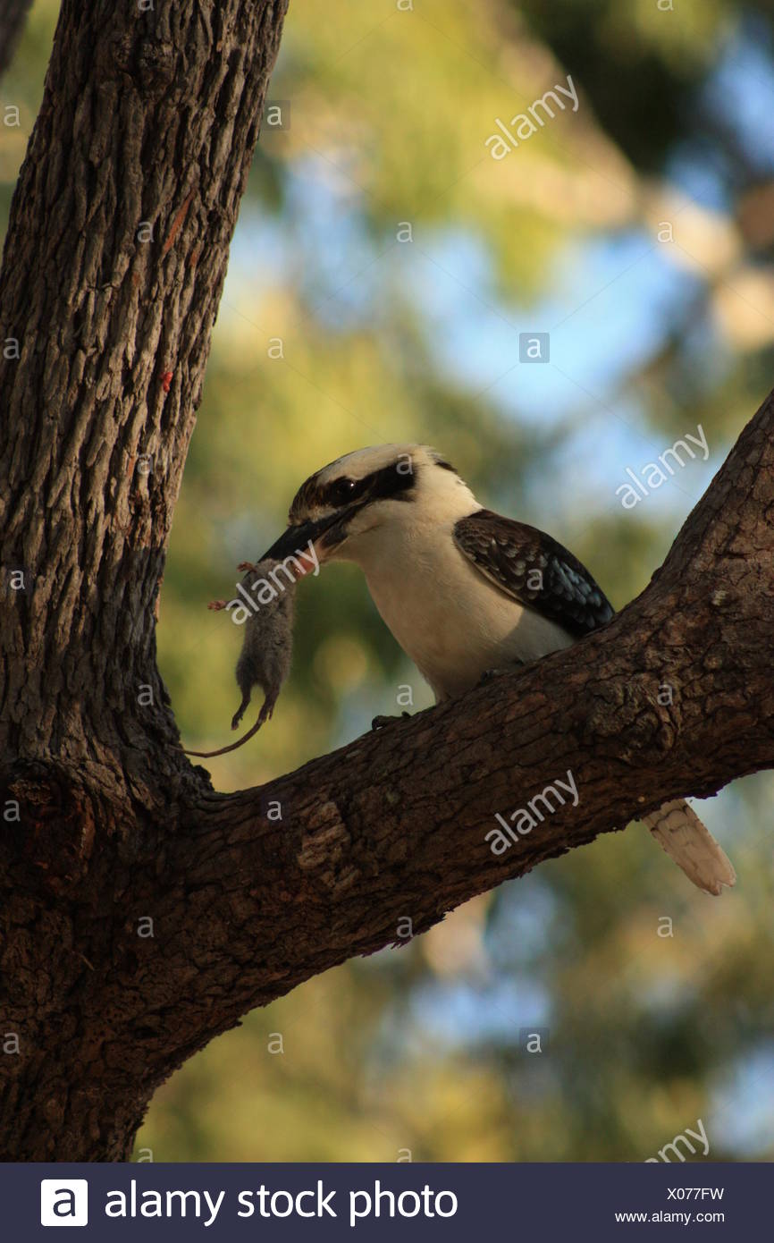 Mouse Bird High Resolution Stock Photography and Images Alamy