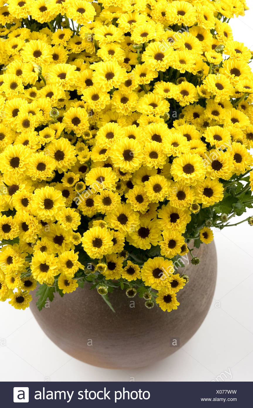 Chrysanthemum Santini Stock Photos & Chrysanthemum Santini Stock Images