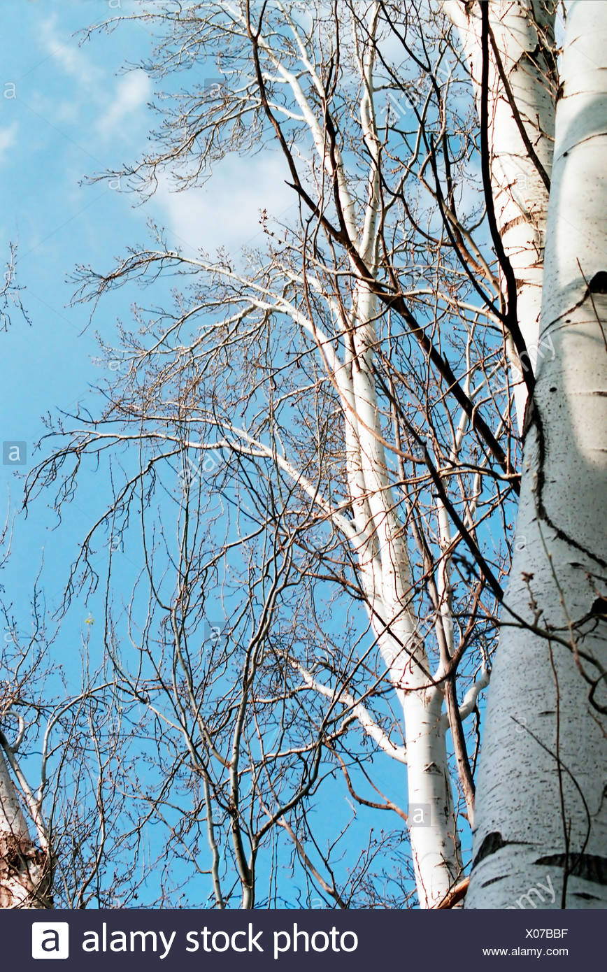 White Poplar Tree Aka Silverleaf Populus Alba At Fall Stock Photo Alamy