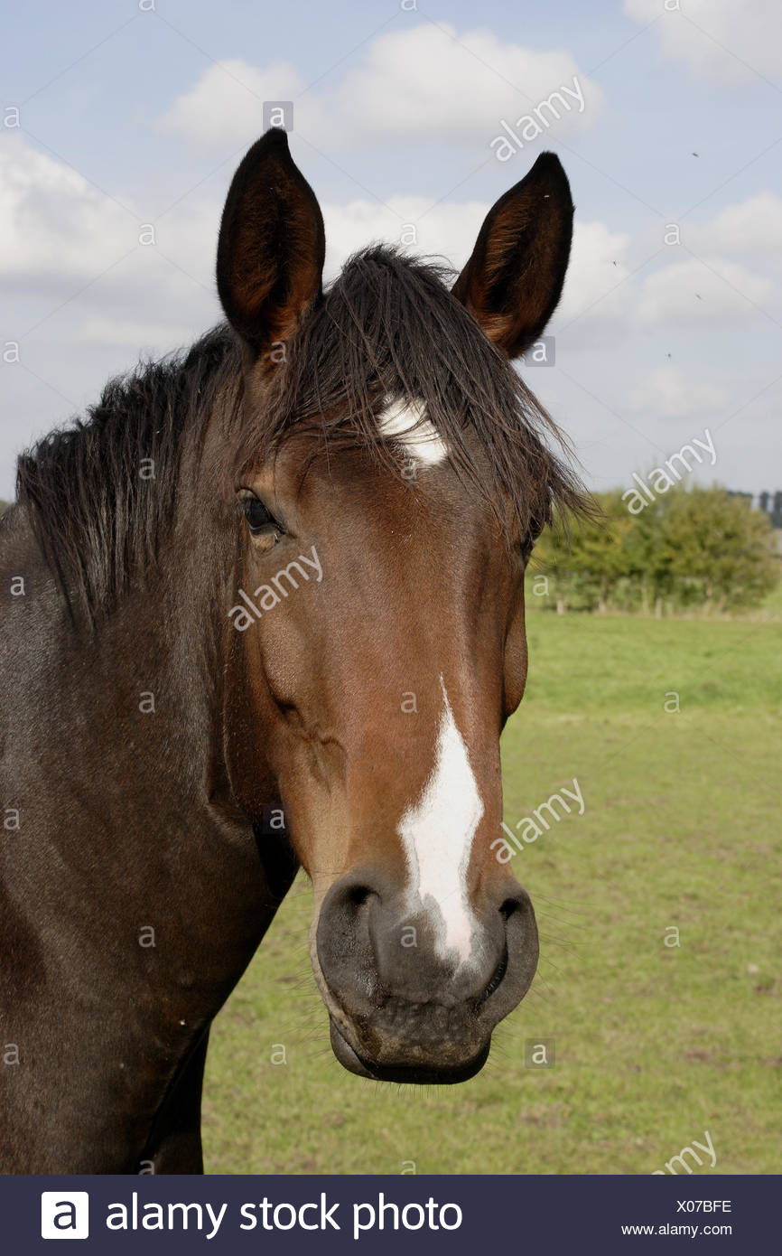 Horseheads High Resolution Stock Photography and Images Alamy
