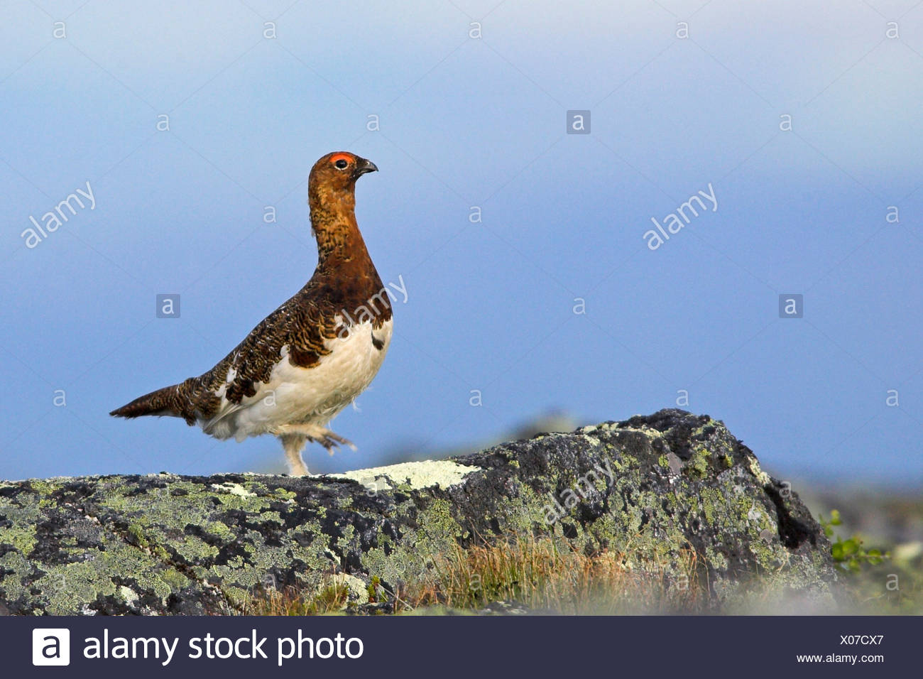 Lapland Willow Stock Photos & Lapland Willow Stock Images Alamy