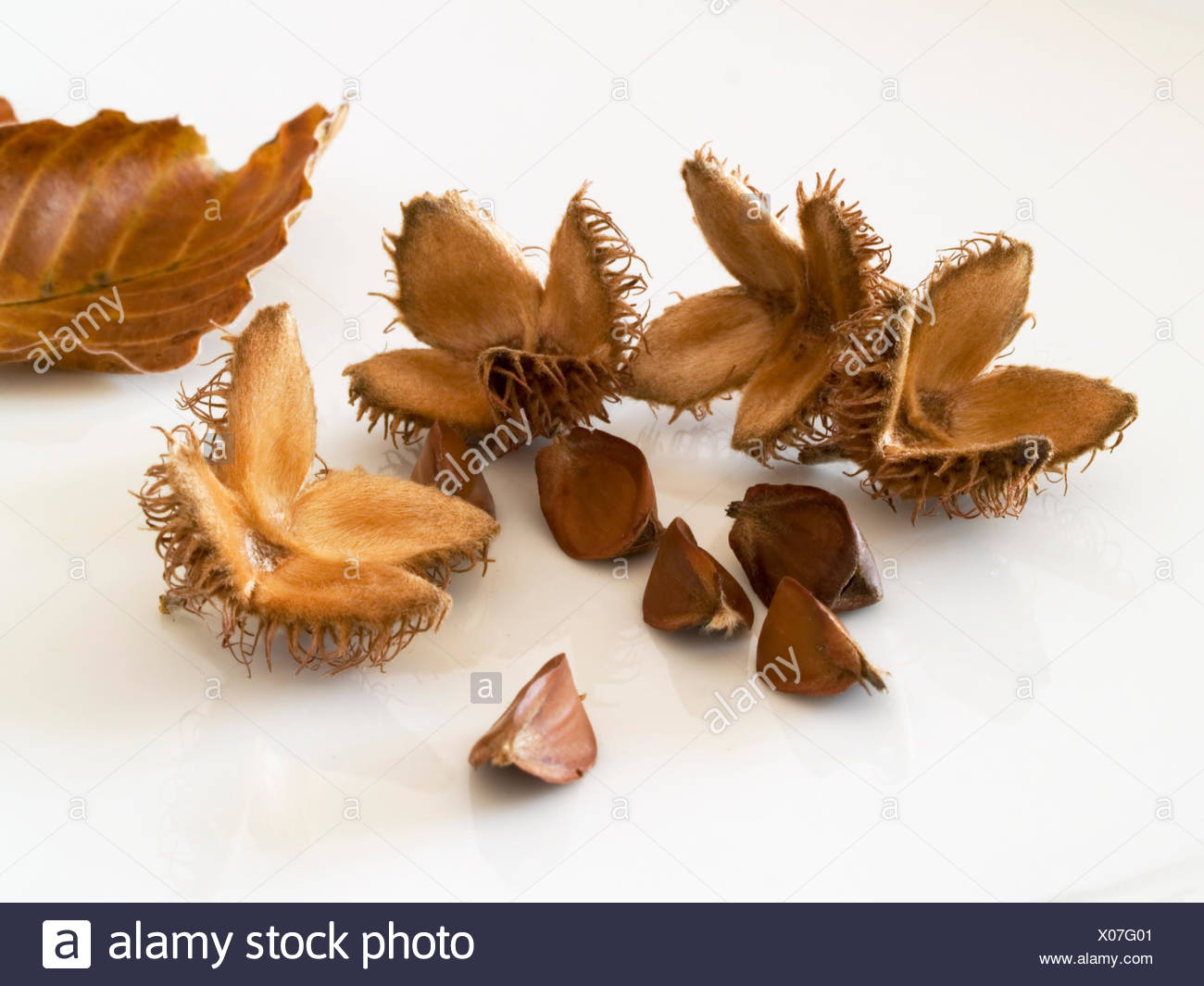 beechnuts Stock Photo: 275532097 - Alamy