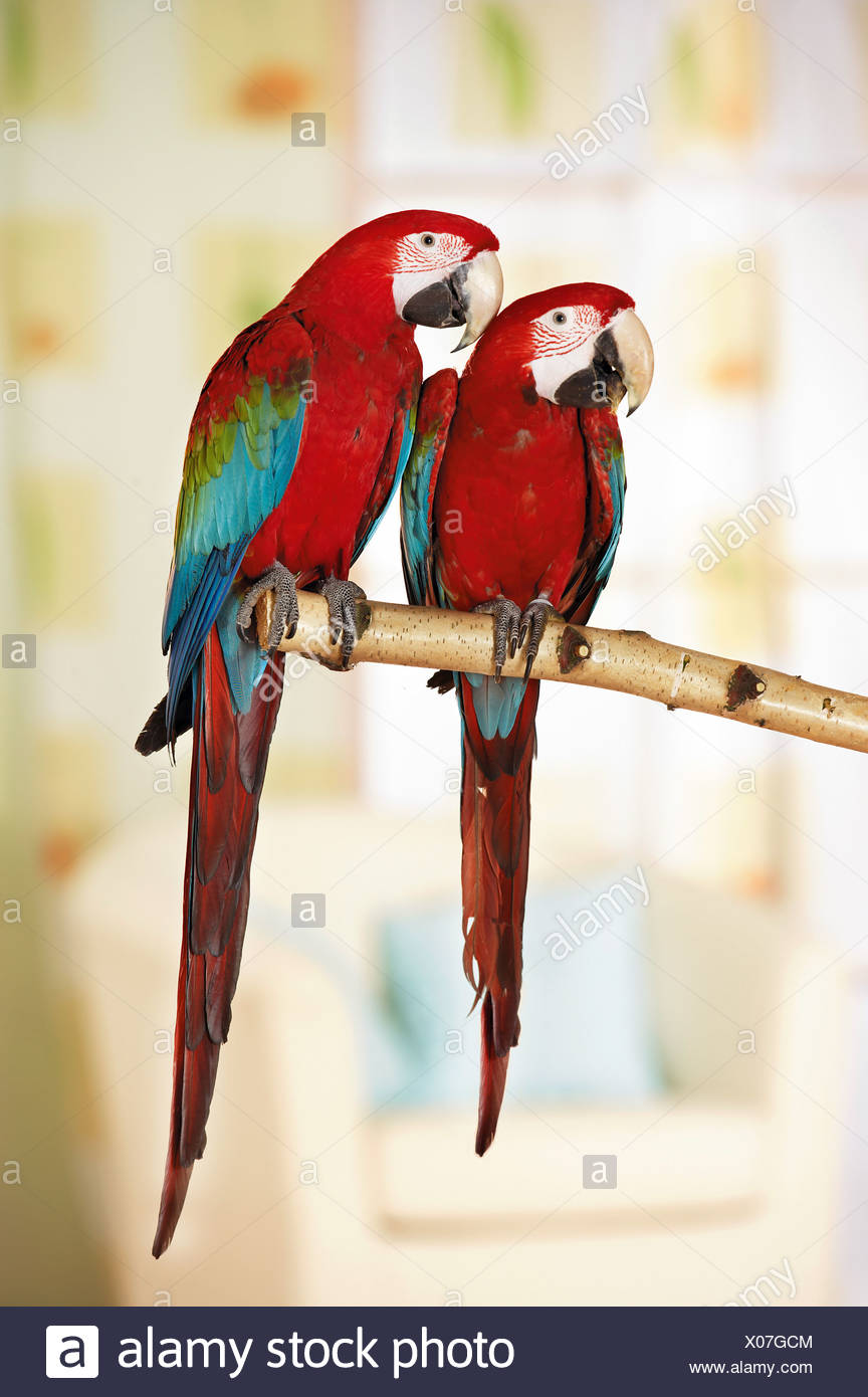 two green-winged macaws on branch / Ara chloroptera Stock Photo - Alamy