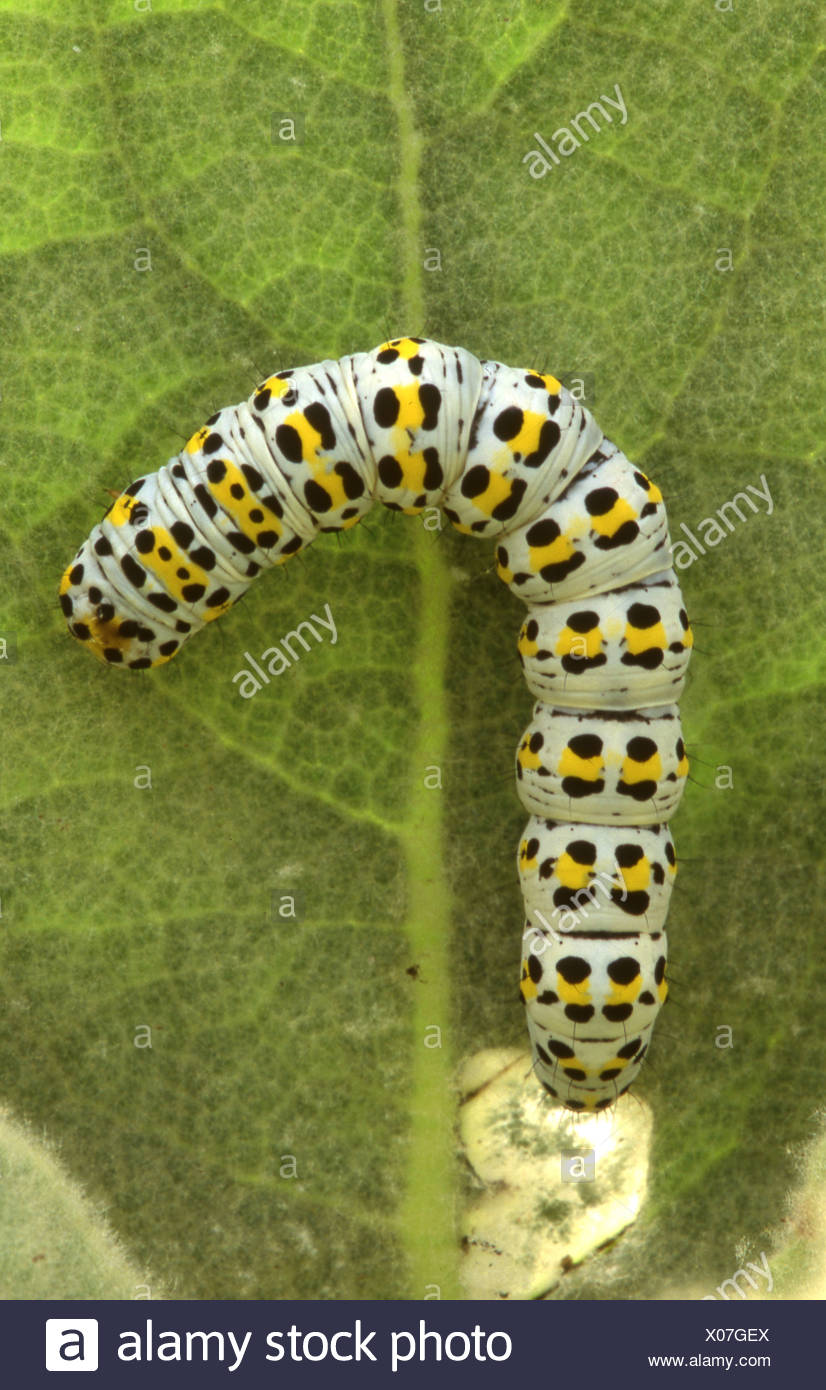 Black And Yellow Caterpillar Stock Photos Black And Yellow