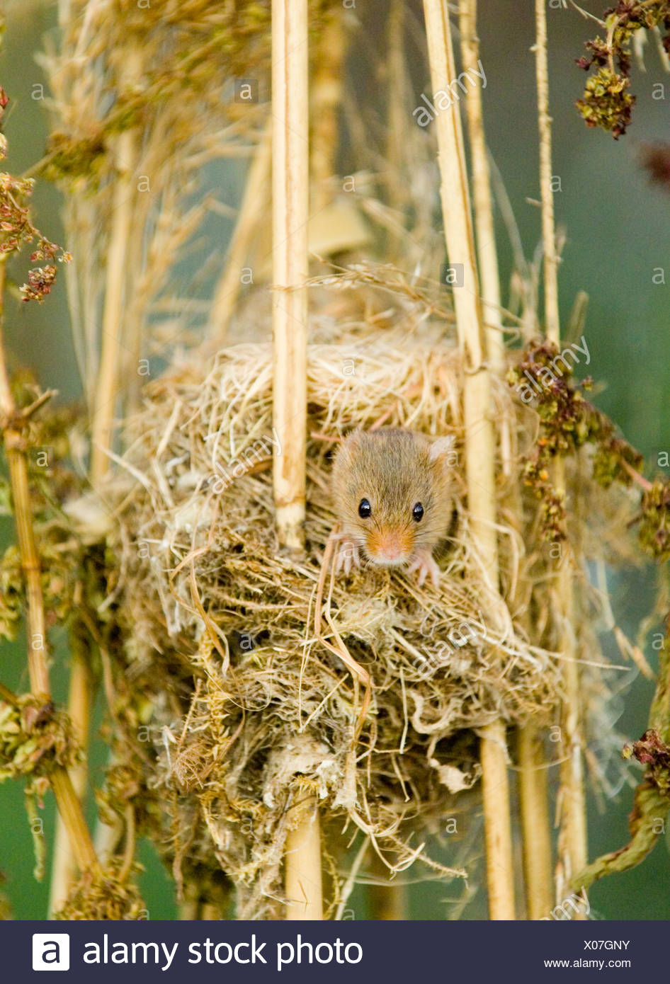 Harvest Mouse Nest High Resolution Stock Photography and Images Alamy